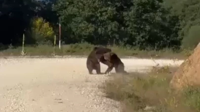 Yol ortasında güreşen ayılar uçurumdan yuvarlandı