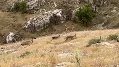Harput’ta sıra dışı misafirler: Dağ keçileri kentin eşiğinde görüntülendi