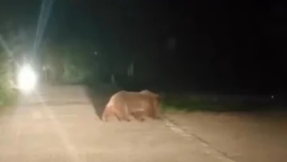 Uludağ'da ayı ailesi görüntülendi