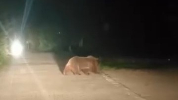 Uludağ'da ayı ailesi görüntülendi