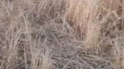 Çiftçiler şikayet etti! Yaban domuzları arazilere zarar verdi