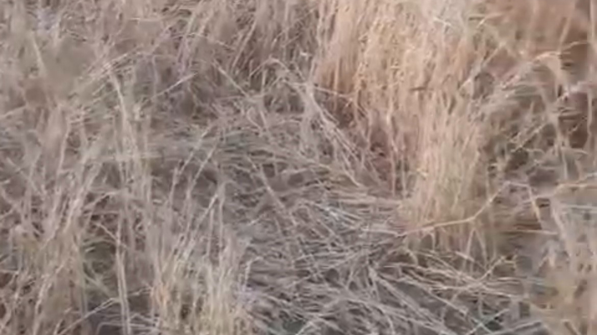 Çiftçiler şikayet etti! Yaban domuzları arazilere zarar verdi