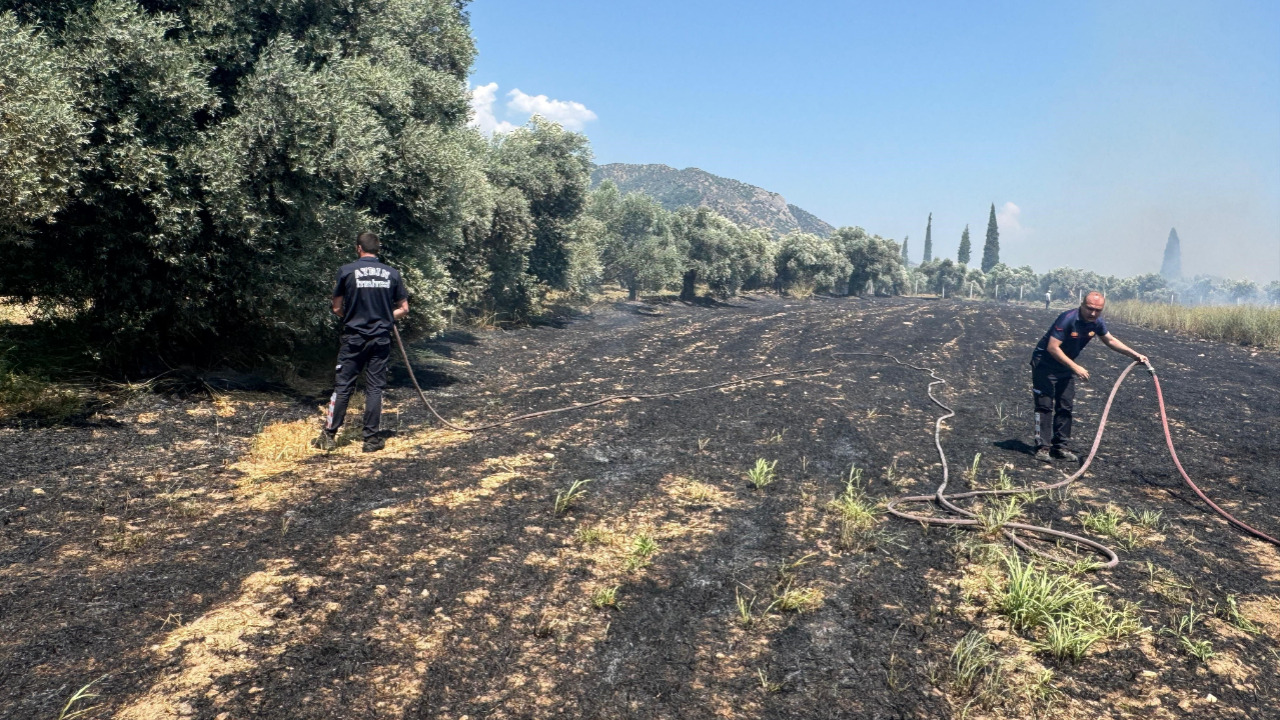 Zeytin ağaçları yangında zarar gördü