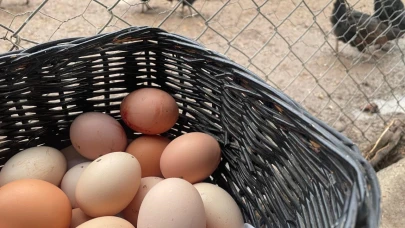 Yumurta üretiminde düşüş! 6 ayda 330 milyon adet azaldı
