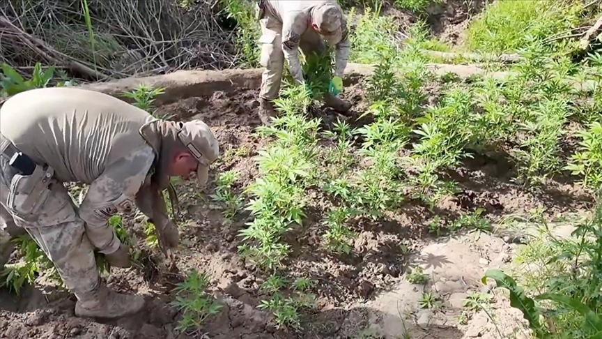 Diyarbakır’da 12 milyon 389 bin adet kök kenevir ve skunk ele geçirildi