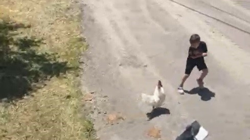 Minik çocuğun horozla imtihanı gülümsetti