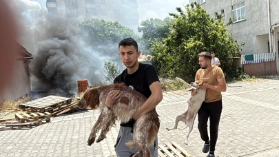 Yangında mahsur kalan köpekler son anda kurtarıldı!