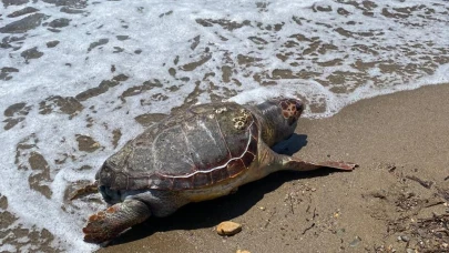 Assos sahilinde ölü caretta caretta bulundu
