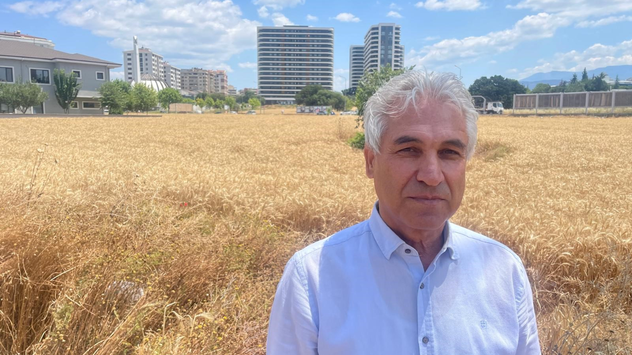 Bursa'da lüks gökdelenlerin ortasında buğday hasadı
