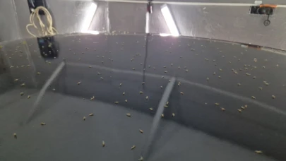 Tekirdağ'da ‘Sinek hortumları' görüntülendi!