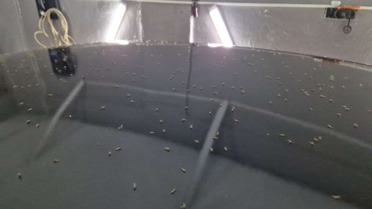 Tekirdağ'da ‘Sinek hortumları' görüntülendi!