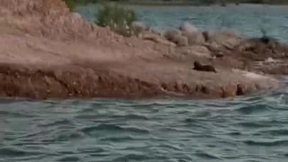 Nesli tükenmekte olan su samuru Adıyaman'da görüldü