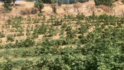 Bingöl’de 19 bin kök skunk bitkisi ele geçirildi