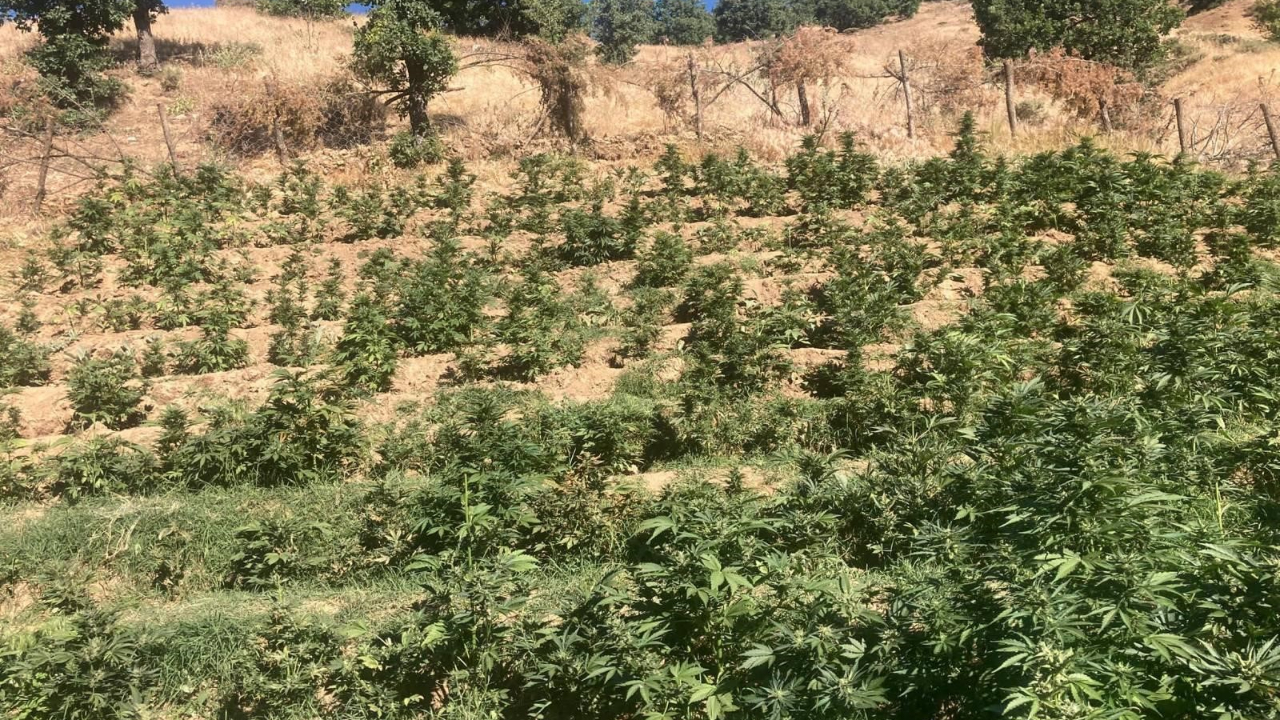 Bingöl’de 19 bin kök skunk bitkisi ele geçirildi