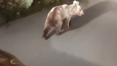 Gümüşhane’de köye inen ayılar böyle görüntülendi