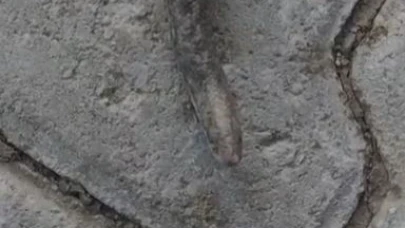 Çift başlı yılan görüntülendi! Çiftçi şaşkın