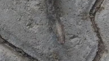 Çift başlı yılan görüntülendi! Çiftçi şaşkın