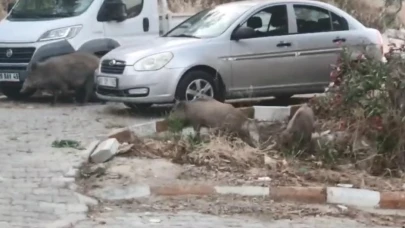 Kuşadası sokaklarına domuz baskını