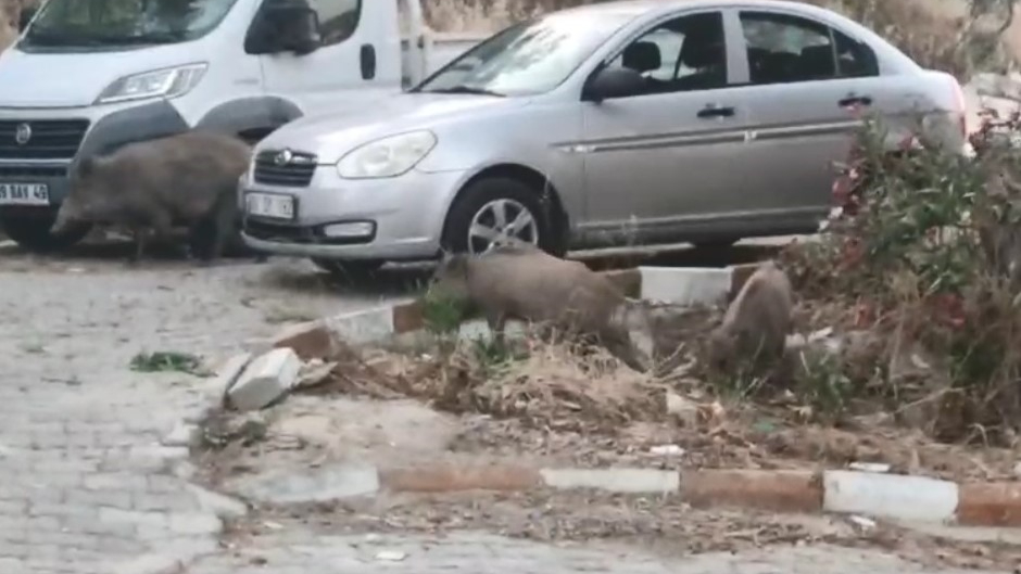 Kuşadası sokaklarına domuz baskını