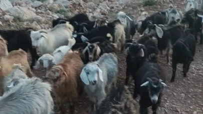 Kaybolan 38 küçükbaş aranıyor!