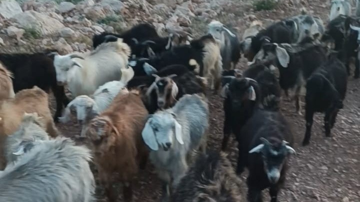 Kaybolan 38 küçükbaş aranıyor!