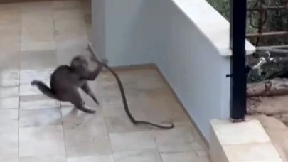Yılana meydan okuyan kedi