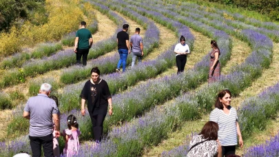 Emekli öğretmenin ellerinden mor lavanta bahçesi