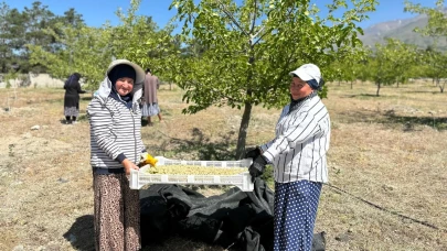 Erzincan’da dut hasadına başlandı