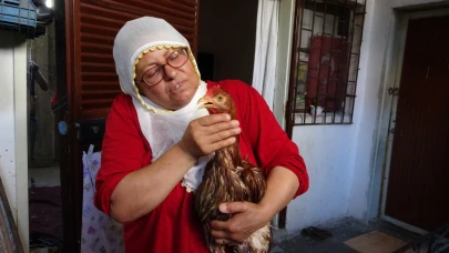 Ağlayan tavuğu için kapı kapı veteriner arıyor