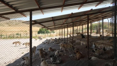 Belediyeden, patili canlara gölgelik ve yaşam alanı desteği