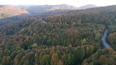 Zonguldak'ta ormana girişler yasaklandı