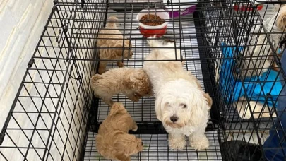 Kırklareli'de kaçak cins köpek üretim yerine baskın