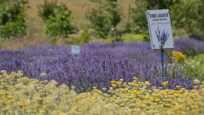 Bursa'da tıbbi aromatik bahçe: Doğal şifa ve huzur kaynağı
