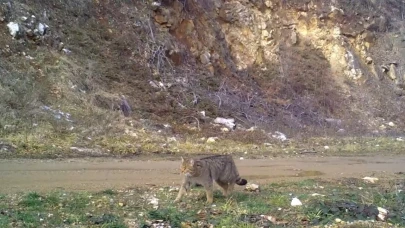 Uludağ'da yaban kedisi fotokapana takıldı