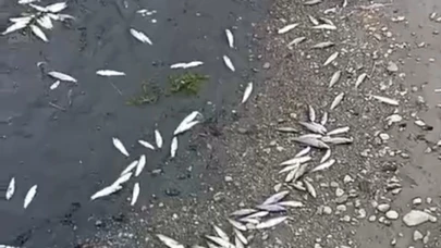 Çanakkale'de kuraklık çayı vurdu, çok sayıda balık öldü
