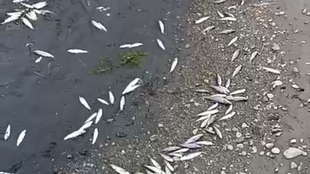 Çanakkale'de kuraklık çayı vurdu, çok sayıda balık öldü