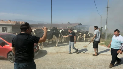 Tire'de makilik alandaki yangın köye sıçradı, bazı evler ve damlar küle döndü