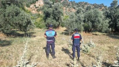 Ormanda mangal yakan 2 kişi yakalandı