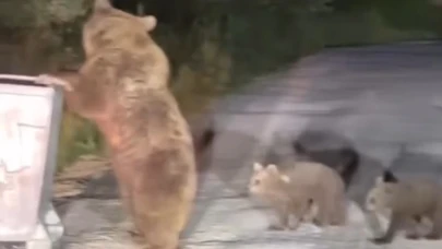 Uludağ'da paniğe neden olan boz ayı ve yavruları...