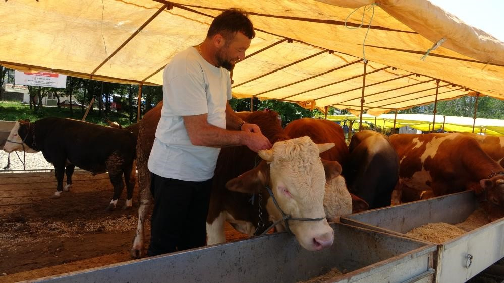 Şap Tehlikesi! Tüm hayvan pazarları kapatıldı