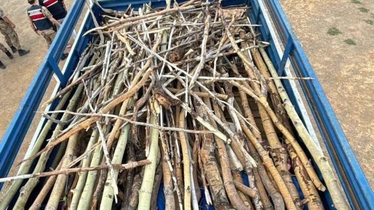 Nemrut Kalderası’nda kaçak ağaç kesimi yapan 3 kişi yakalandı