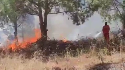 Bursa'da ağaçlık alanda yangın!