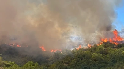 Kocaeli'de orman yangını