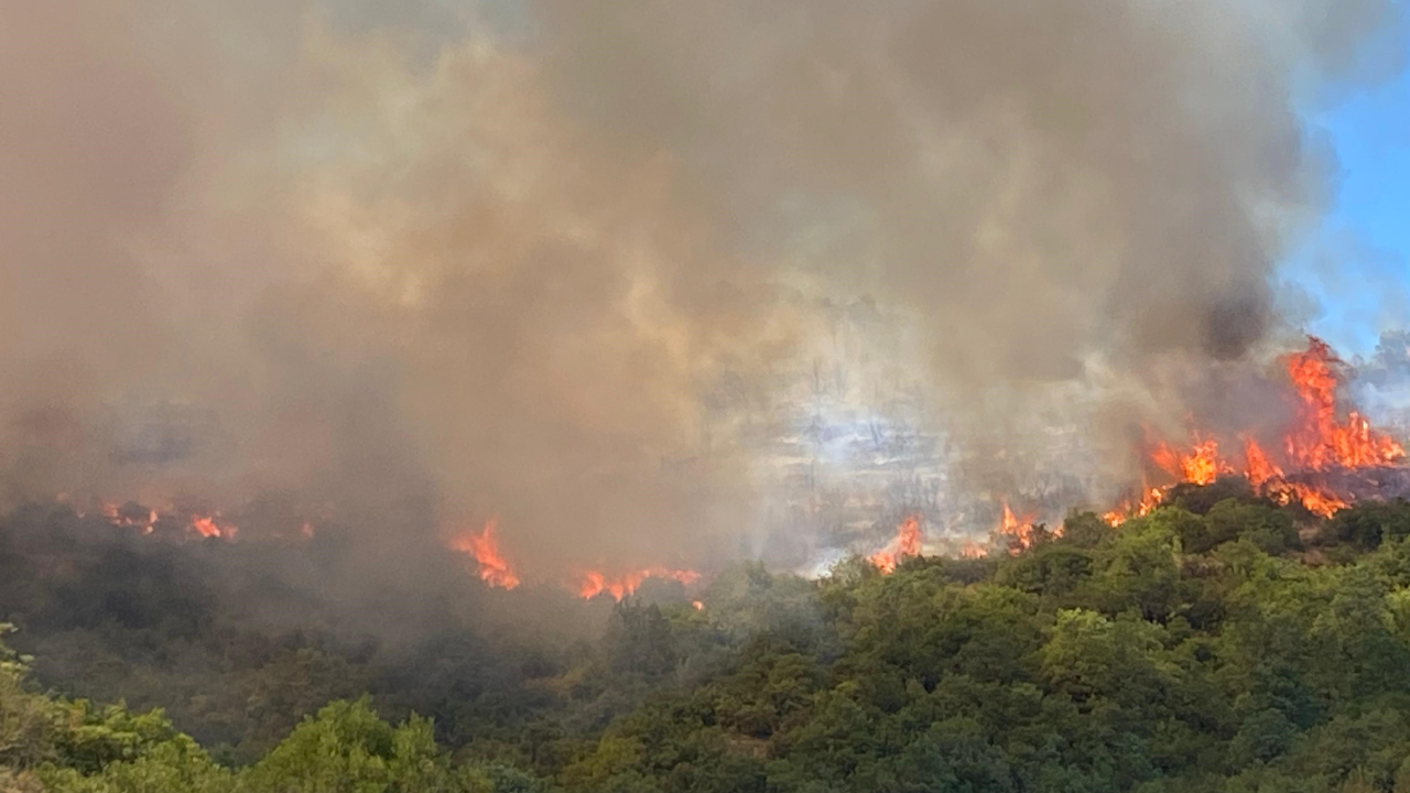Kocaeli'de orman yangını