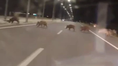 Kara yoluna çıkan yaban domuzları sürücülerin korkulu rüyası