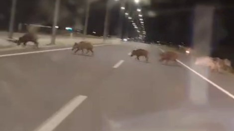 Kara yoluna çıkan yaban domuzları sürücülerin korkulu rüyası