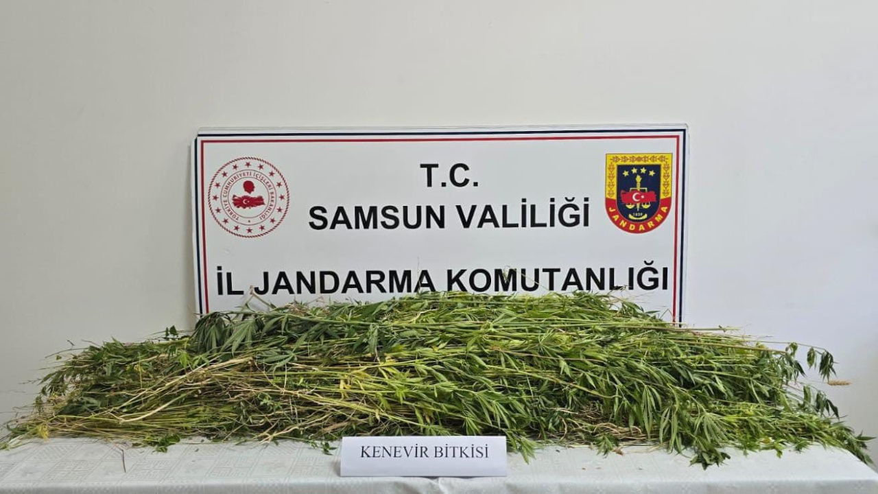 5 bin 608 kök kenevir ele geçirildi! 1 gözaltı