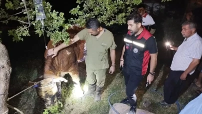 Çıkan yangında 5 inek telef oldu
