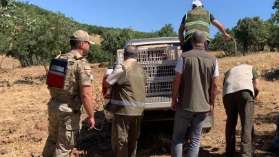 Elazığ’da kene ve zararlı böceklere karşı doğaya keklik salındı