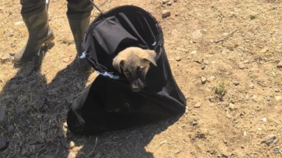 Su kanalına düşen yavru köpek kurtarıldı